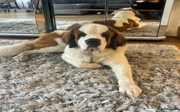 Saint Bernard dogs for sale: Gorgeous 1 Year old Saint Bernard - Image 2