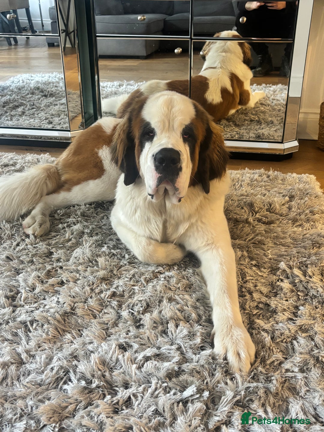 Saint Bernard dogs for sale: Gorgeous 1 Year old Saint Bernard - Image 2