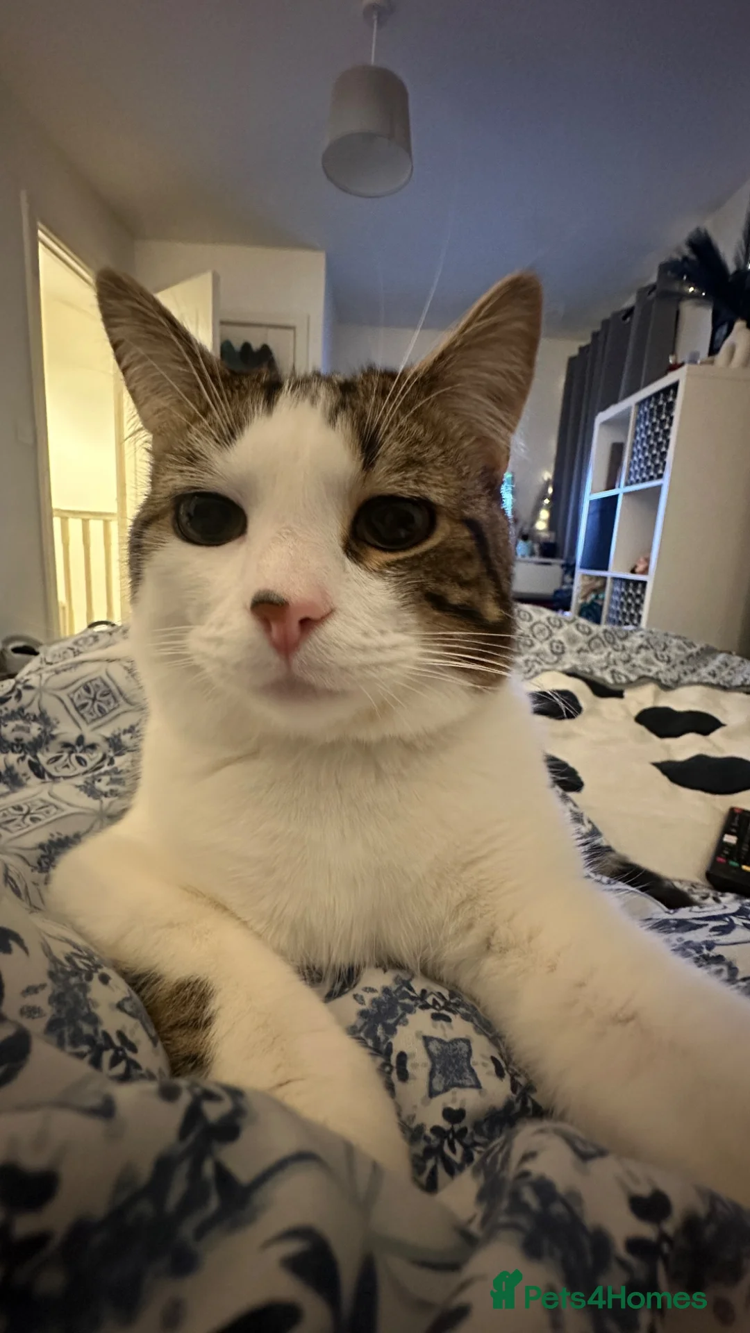 Mixed Breed cats for adoption: Kiki 1 Year Old Male Cat Looking for a Loving Home in Salford - Advert 5