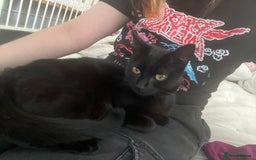 Domestic Shorthair cats for sale: My little baby needs a new home - Image 12