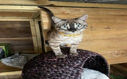 Bengal cats for sale: Sibling Bengals  - Image 12
