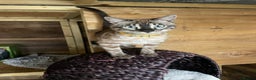 Bengal cats for sale: 2 young Sibling Bengals Boy & Girl - Advert 10