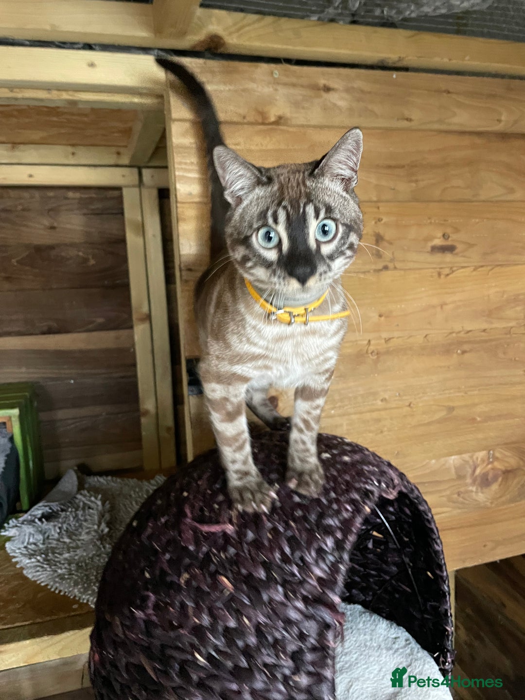 Bengal cats for sale: Sibling Bengals  - Image 12