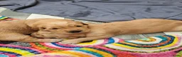 Golden Retriever dogs for sale: Golden Retriever Puppies looking for new homes in Ascot - Advert 4