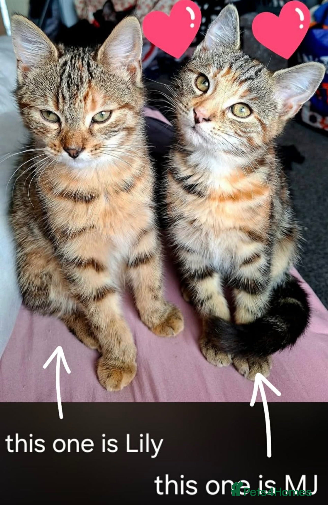 Mixed Breed cats 2 females kittens 8 months old  - Advert 3
