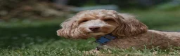 Australian Labradoodle dogs for sale: F1 Cockapoo x Australian Labradoodle Pups 🐾 - Advert 17
