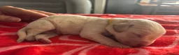 Labrador Retriever dogs for sale: Labrador puppies. PLEASE READ DESCRIPTION.  - Advert 3