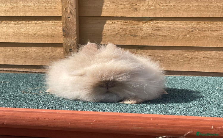 Lionhead rabbits - Advert 6