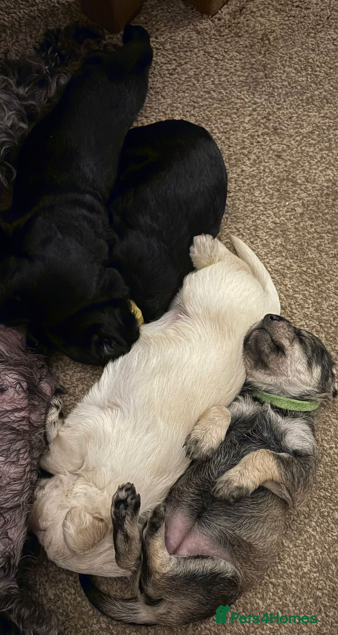 Schnoodle dogs for sale: Perfect schnoodles - Advert 9