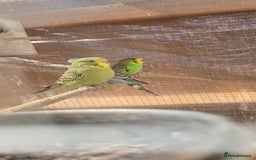 Budgerigars birds for sale: Budgies  - Image 27