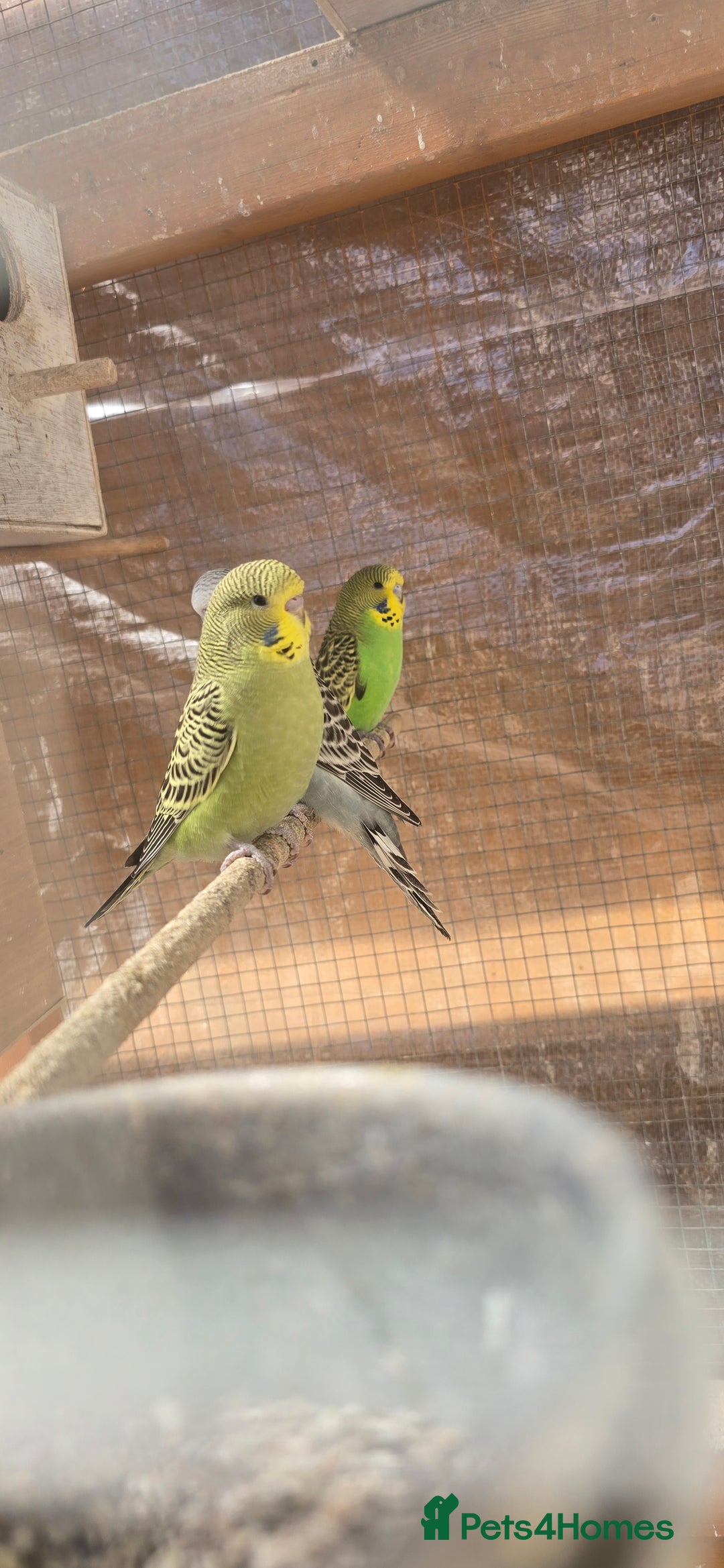 Budgerigars birds for sale: Budgies  - Image 27
