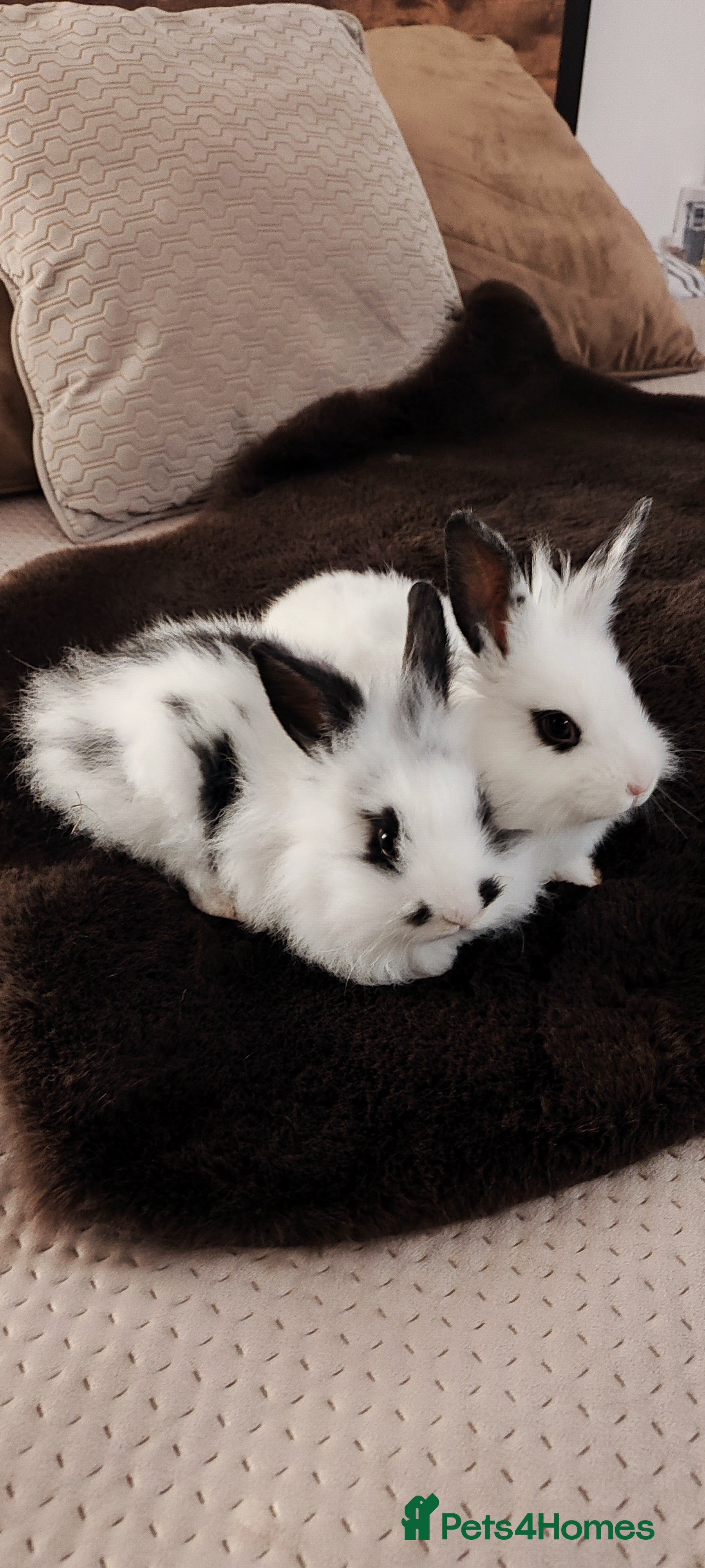 Mini Lion Lop rabbits Wonderful lion head - Advert 2