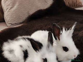 Mini Lion Lop rabbits Wonderful lion head - Advert 2