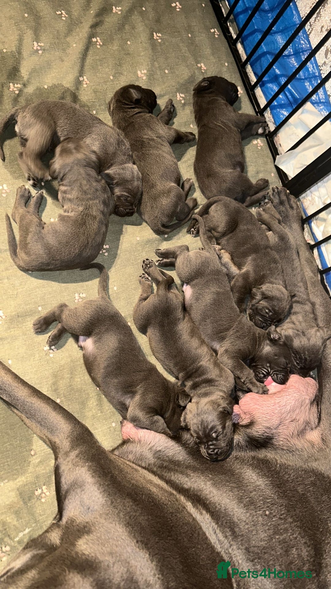Cane Corso dogs for sale: Pure Blue Cane Corso puppies for sale - Advert 2
