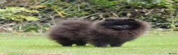 Pomeranian dogs for sale: Champion Sired 4 Month Old Puppy Girl - Advert 3