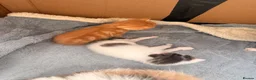 Maine Coon cats for sale: Maine coone cross kittens  - Advert 2