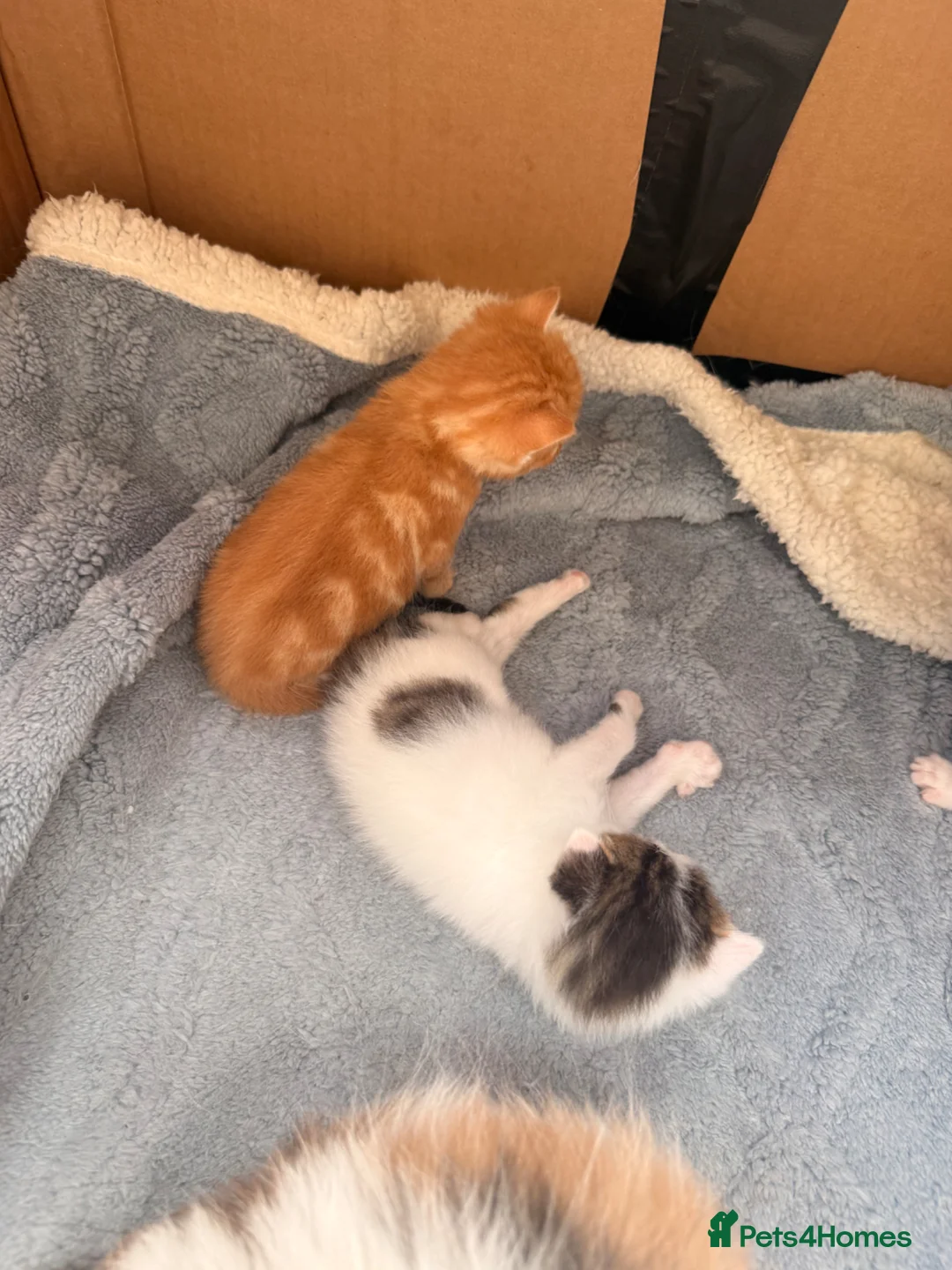 Maine Coon cats for sale: Maine coone cross kittens  - Advert 2