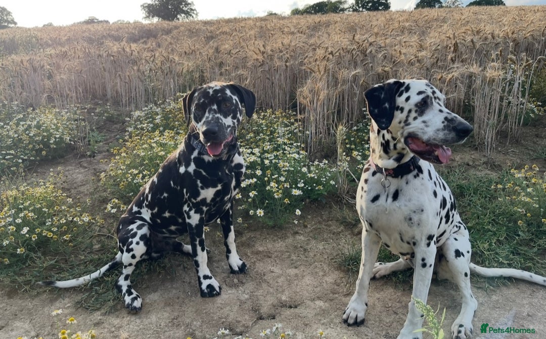 Dalmatian dogs for stud: Extra spotty stud Dalmatian 🐾 KC registered - Advert 5