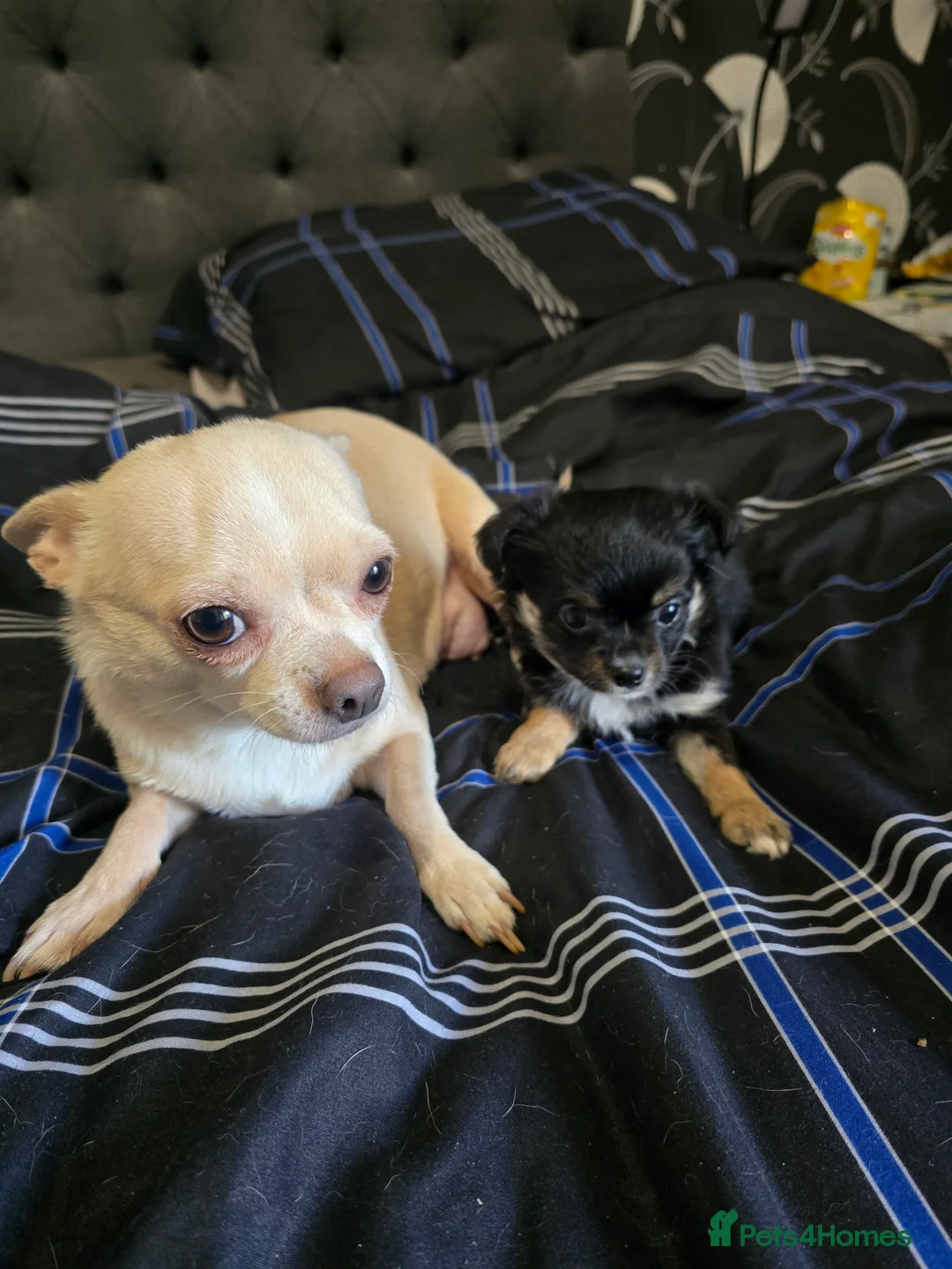 Chihuahua dogs for sale: Applehead Chihuhua puppy - Advert 7
