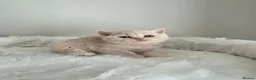 British Shorthair cats for sale: Exceptional Champion🏆 British longhair kitten - Advert 8