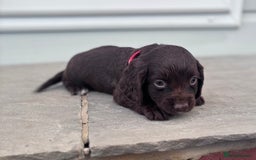 Cocker Spaniel dogs for sale: Working cocker spaniel puppies  - Image 4