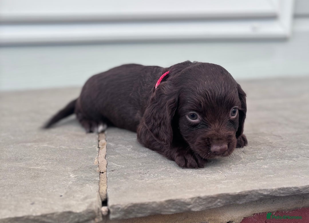Cocker Spaniel dogs for sale: Working cocker spaniel puppies  - Image 4