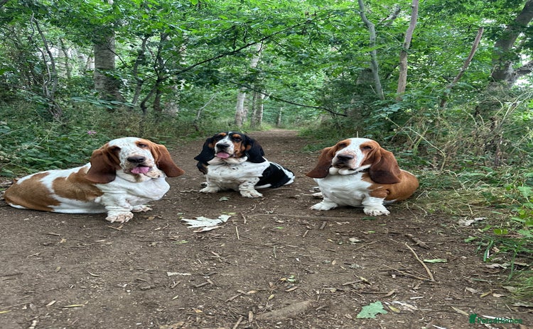 Basset Hound dogs - Advert 1