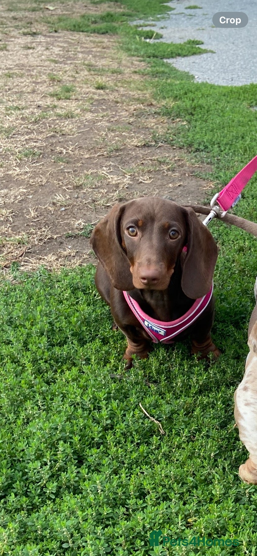 Dachshund dogs Female dachshund  - Advert 5