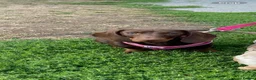 Dachshund dogs for sale: Female dachshund  - Advert 1