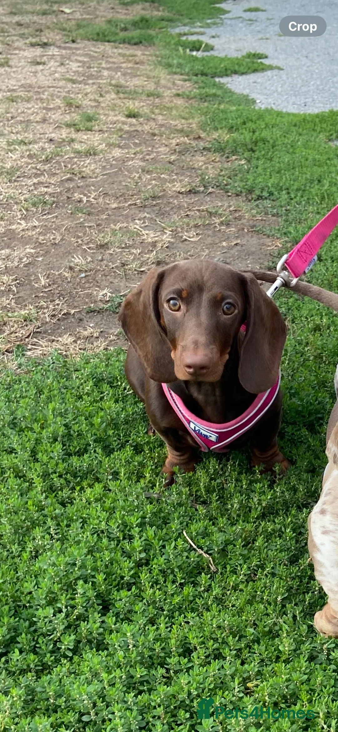 Dachshund dogs for sale: Female dachshund  - Advert 1