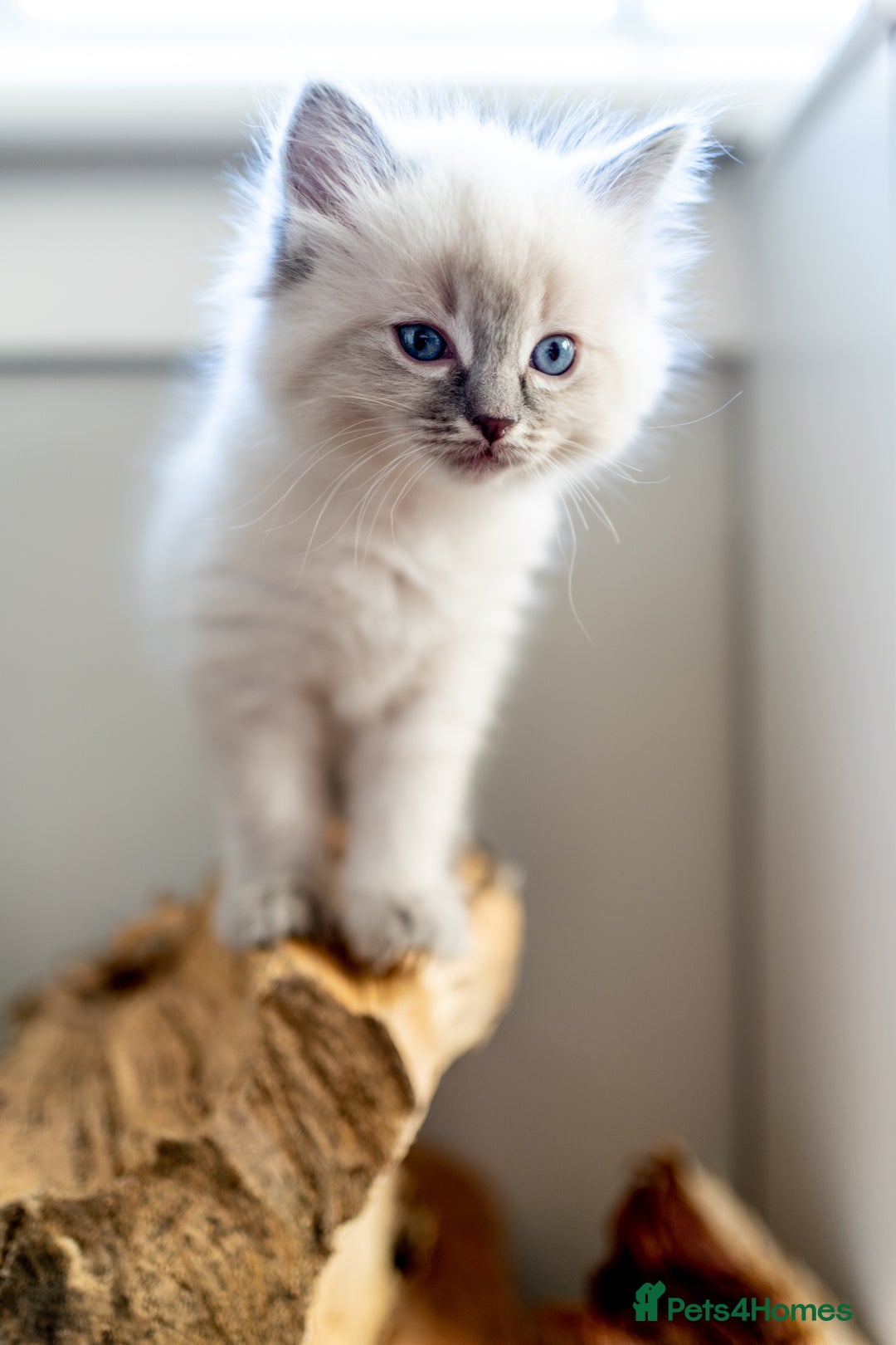 Ragdoll cats for sale: Pure Ragdol kittens ready for a new homes  - Advert 13