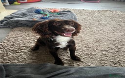 Cocker Spaniel dogs for stud: Chocolate cocker for stud - Advert 1