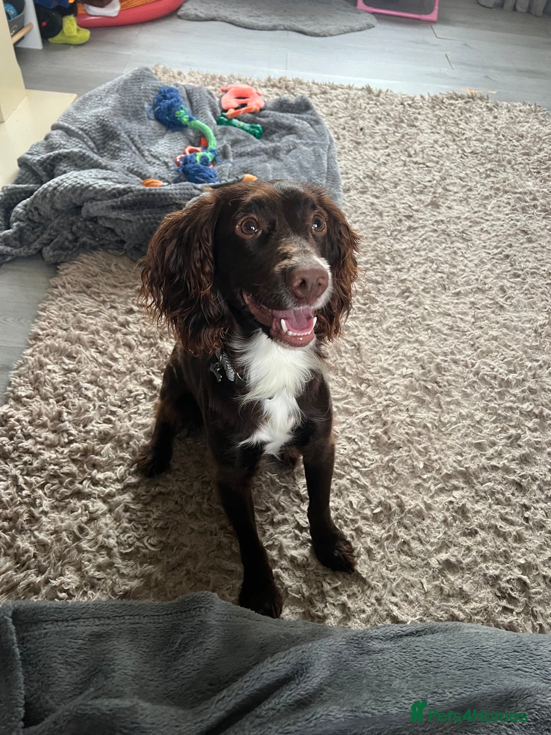 Cocker Spaniel dogs for stud: Chocolate cocker for stud - Advert 1