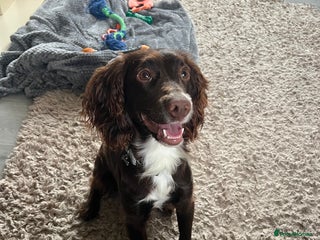 Cocker Spaniel dogs Chocolate cocker for stud - Advert 17