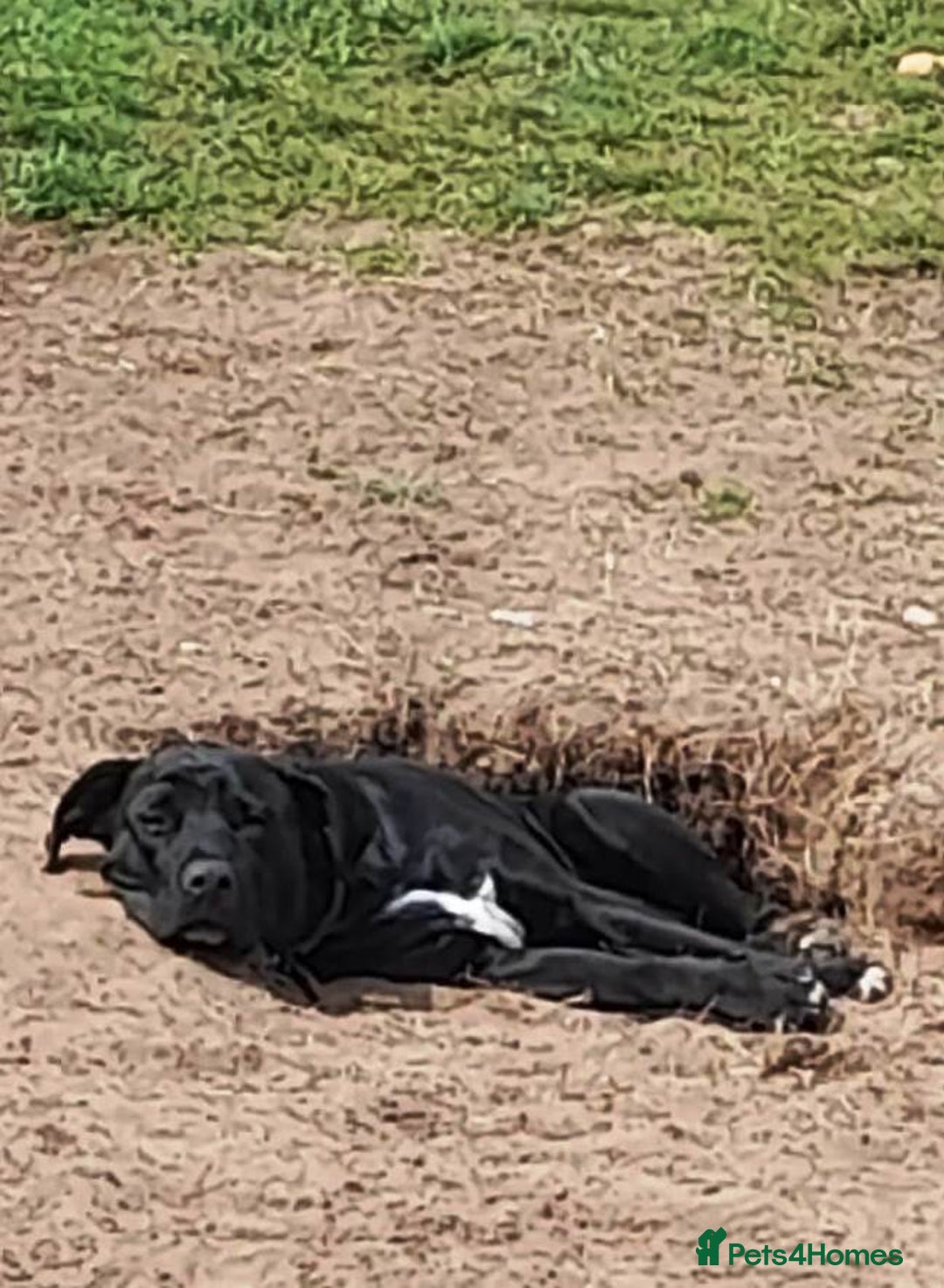 Mixed Breed dogs for adoption: SHEAMUS-a sensitive Soul for the right Human Match - Advert 30