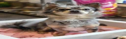 Chihuahua dogs for sale: 3 Long-Haired Mini Chihuahua Puppies – Deer Head in Holywood - Advert 18