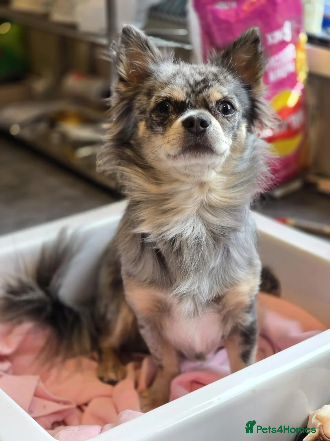 Chihuahua dogs for sale: 3 Long-Haired Mini Chihuahua Puppies – Deer Head in Holywood - Advert 18