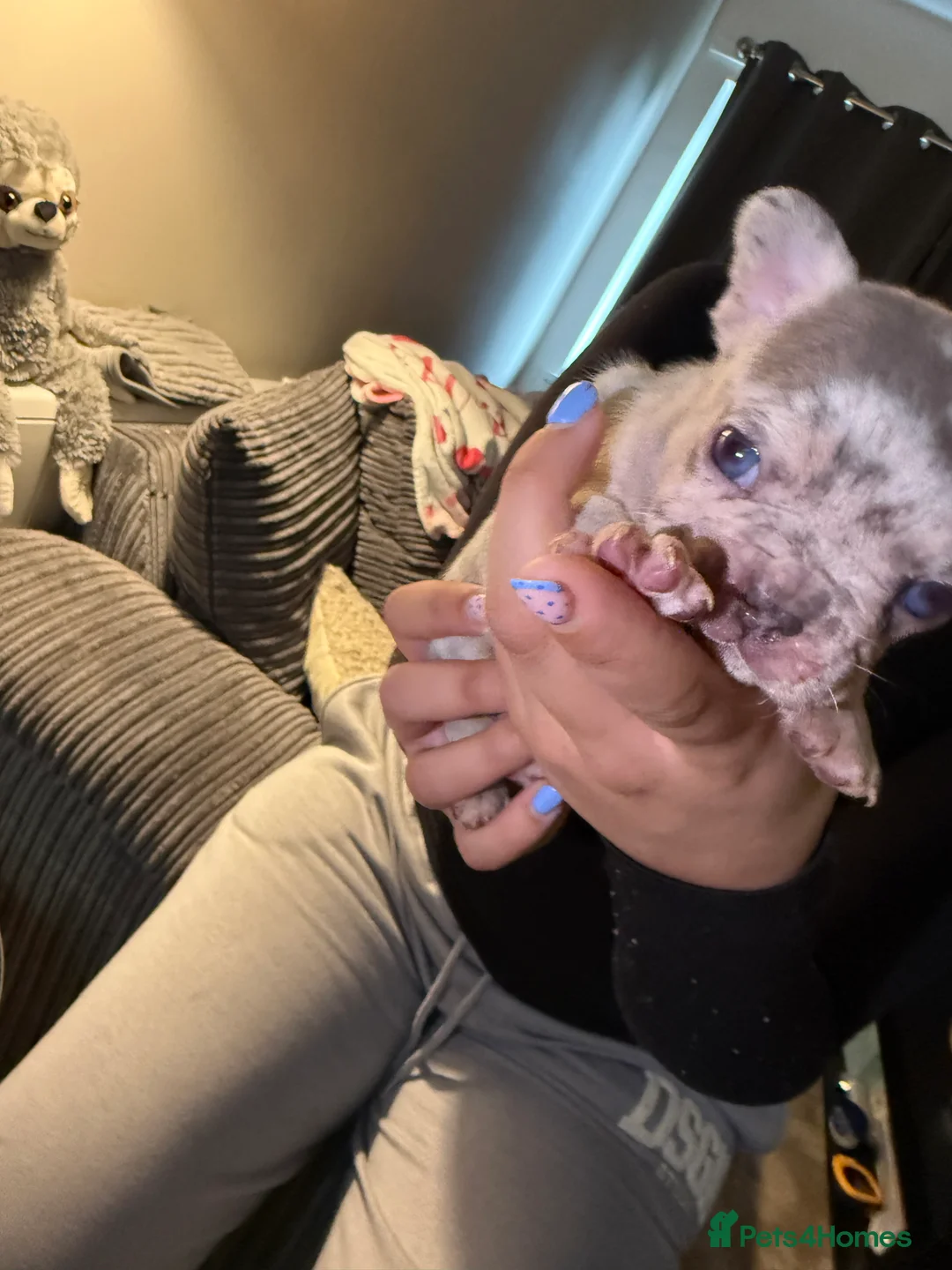 French Bulldog dogs for sale: French bulldog puppies fluffie carriers  - Advert 40