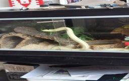 King Snake reptiles for sale: California King Snake - Image 4