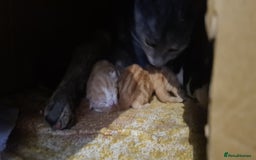 Mixed Breed cats for sale: Beautiful kittens for sale - Image 20