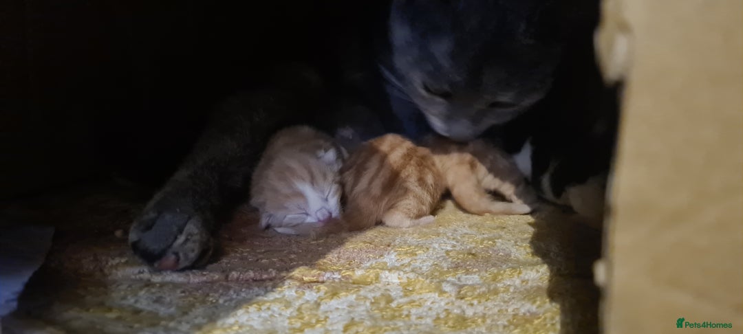 Mixed Breed cats for sale: Beautiful kittens for sale - Image 20