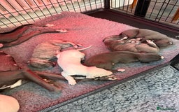 Whippet dogs for sale: KC Registered Whippet Puppies - Image 2