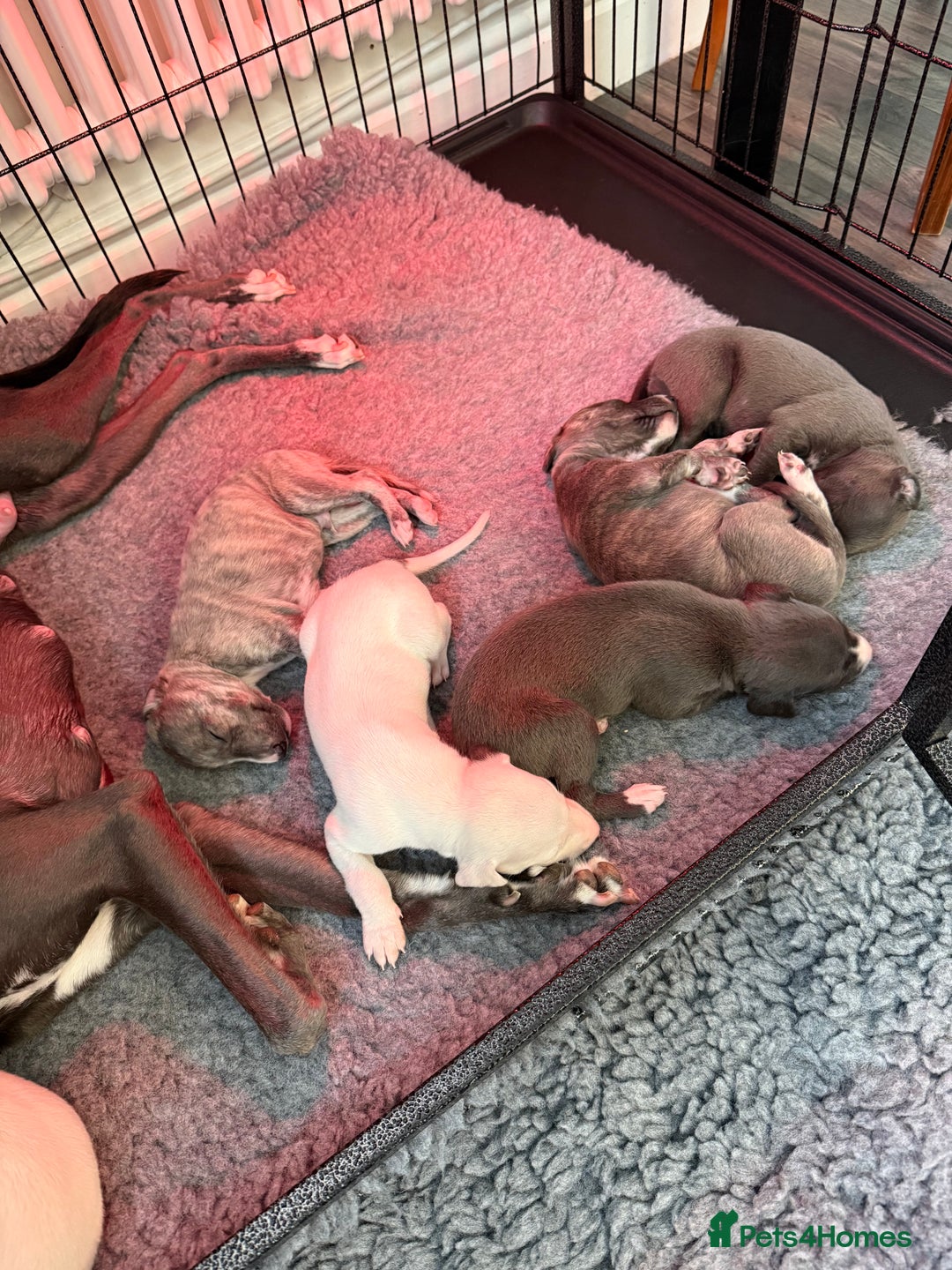 Whippet dogs for sale: KC Registered Whippet Puppies - Image 2