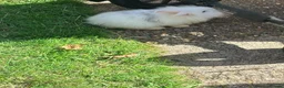 Lionhead rabbits for sale: Cute lion head very friendly  in Bedford - Advert 5