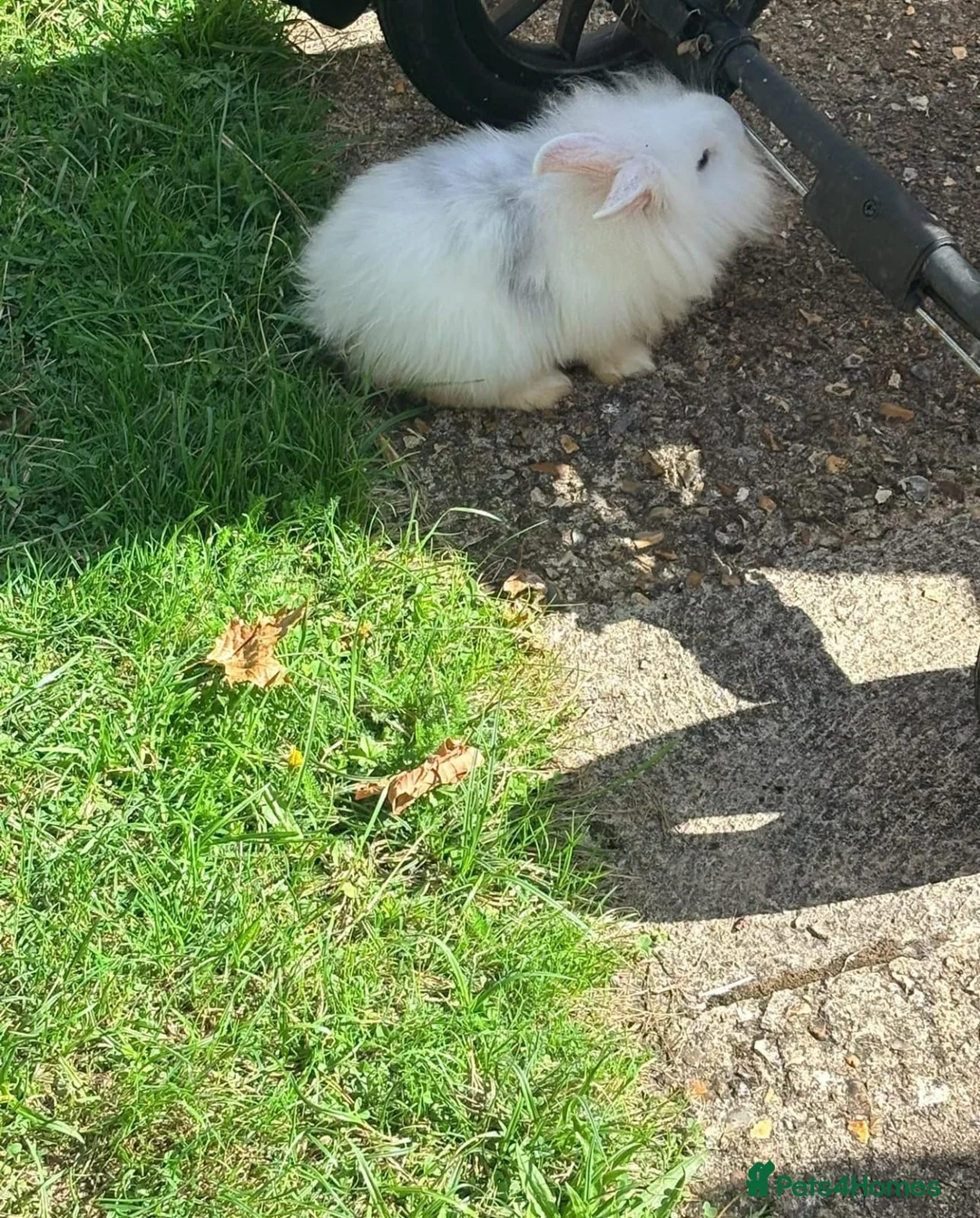 Lionhead rabbits for sale: Cute lion head very friendly  in Bedford - Advert 5