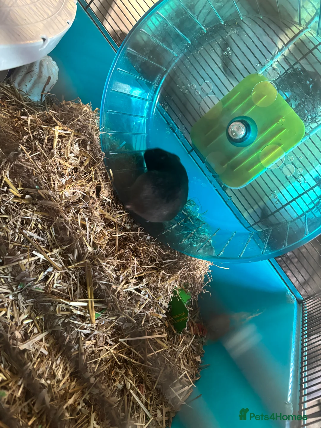 Guinea Pig rodents for sale: hamster  - Advert 2