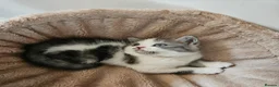 Scottish Fold cats for sale: Adorable Scottish Fold Straight Ear Kittens  - Advert 12
