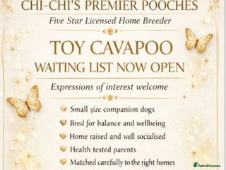 Cavapoo dogs Toy cavapoo WAITING LIST - Advert 9