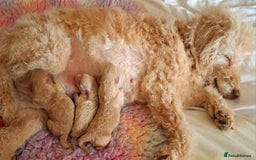 Cockapoo dogs for sale: Cockapoo, geneticlly tested parents - Image 1