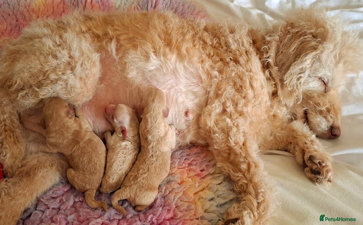Cockapoo dogs - Advert 1